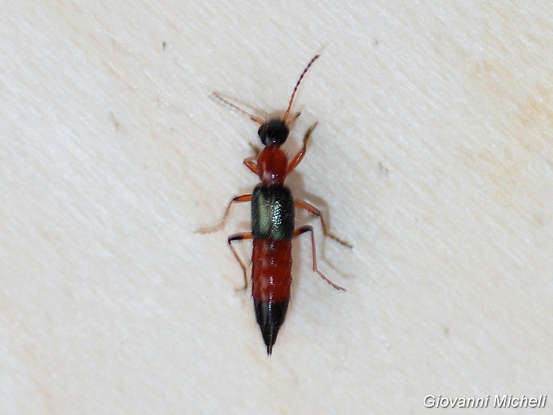 Quale Staphylinidae?  Paederus cfr. fuscipes